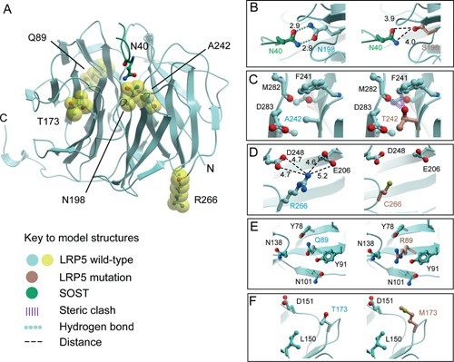 image -genetic studies structure